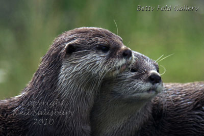 Wildlife photography by Betty Fold Gallery in Cumbria